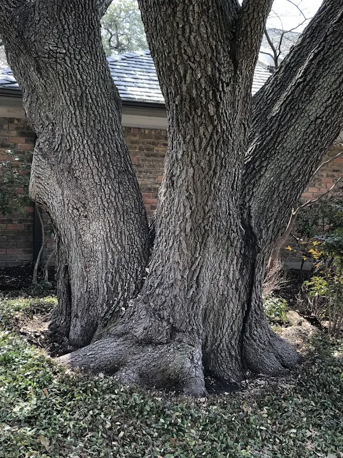 Mature heritage tree close to a Stewart property cared for by certified arborists